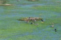 Aerial shot of Zebras grazing in the Okavango Delta Royalty Free Stock Photo