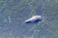 Aerial shot of an hippopotamus submerged in the Okavango Delta