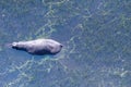 Aerial shot of an hippopotamus submerged in the Okavango Delta