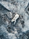 Aerial shot of a lone polar bear on melting Greenland ice, amidst hot, dry surroundings, poignant climate symbol Royalty Free Stock Photo