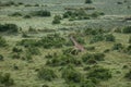 Masai giraffe running in Masai Mara