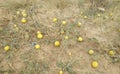 Aerial shot melons in the field of Jaisalmer desert