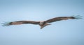 Aerial shot of an Osprey Pandion Haliaetus isolated on a blue sky background