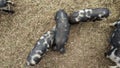 An aerial shot of Pigs looking for food in their pen Royalty Free Stock Photo