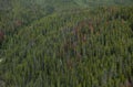 Aerial shot of pine tree forest in Banff Canada Royalty Free Stock Photo