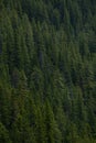 Aerial shot of pine tree forest in Banff Canada Royalty Free Stock Photo