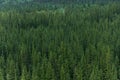 Aerial shot of pine tree forest in Banff Canada Royalty Free Stock Photo