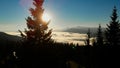 Aerial shot: Pines above thik Morning Fog in Mountains Forest. Royalty Free Stock Photo