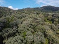 Aerial shot of a rainforest of green Scalesia trees under the blue sky and clouds