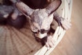 Aerial Shot of Sphynx Kitten Inside a Basket