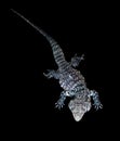 Rare Tegu lizard on black background