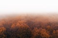 Aerial shot of tops of orange trees in autumn forest in foggy day. Morning mist in nature park, view from above Royalty Free Stock Photo