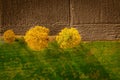 Aerial shot of trees in hedgerow, vibrant autumn foliage