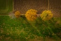 Aerial shot of trees in hedgerow, vibrant autumn foliage