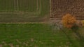 Aerial shot of trees in hedgerow, vibrant autumn foliage