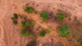 Aerial shot of trees surviving in a desert landscape of red sandstone Royalty Free Stock Photo