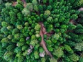 Aerial shot of a tropical forest with cut wood logs around - deforestation