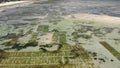 Aerial shot of Underwater seagrass Sea weed plantation. Jambiani, Zanzibar, Tanzania.