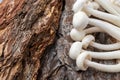 Aerial shot of white shimeji mushrooms on tree bark, selective focus, horizontal,