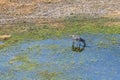 Aerial shot of a Zebra grazing in the Okavango Delta Royalty Free Stock Photo