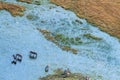 Aerial shot of Zebras grazing in the Okavango Delta Royalty Free Stock Photo