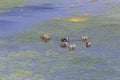 Aerial shot of Zebras grazing in the Okavango Delta Royalty Free Stock Photo