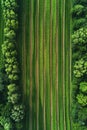 Aerial shots capturing the symmetry of agricultural fields