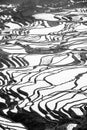 Aerial stunning view of Yuanyang Rice Terraces at sunrise, tribe Hani male working in the rice terracing. Yunnan, China. Black and