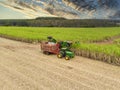 Aerial sugarcane field in Brazil. Tractor working, agribusiness