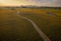 Aerial Sunrise View of Daffodil Fields in the Skagit Valley, Washington. Royalty Free Stock Photo