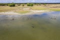 Aerial Of Swans On Wetlands Reserve Royalty Free Stock Photo