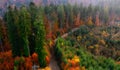 Aerial Symphony of Fall: Colorful Mountain Trees in Harmony