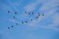 Aerial Symphony: Geese Flying in Perfect Formation