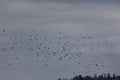 Aerial Symphony: Sea Gulls Soaring Above the Spring Field