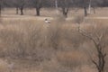 Aerial Symphony: Sea Gulls Soaring Above the Spring Field