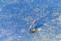 Aerial shot of a Zebra grazing in the Okavango Delta Royalty Free Stock Photo