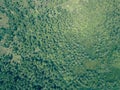 Aerial top down background texture of a tropical coconut palm tree jungle Royalty Free Stock Photo