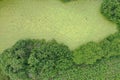 Aerial top down drone view on green duck weed floating on swamp surface surrounded by trees and bush