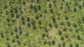 AERIAL, TOP DOWN: Flying above green palm tree canopies scattered across island.