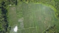 AERIAL, TOP DOWN: Flying over square rice terraces confined by dense rainforest.