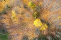 Aerial top down view of autumn forest with yellow trees. fallen orange foliage on ground