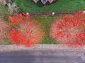 Aerial top down view of a an autumn trees crowns in Hillsboro, Oregon. Fallen red leaves create circles around trees.