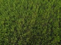 Aerial top down view of fresh green grass in meadow. Corn plants field, daylight, agricultural industry. Natural texture Royalty Free Stock Photo