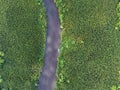 Aerial top-down view of the river and jungle with palms, forest, trees and klotok boat in East Kalimantan Borneo - Kumai, Tanjun Royalty Free Stock Photo