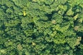 Aerial top down view of spring broadleaf forest texture