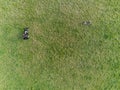 Aerial top down view on a teenager girl playing with small Yorkshire terrier on a grass in a field in a park. Outdoor activity and Royalty Free Stock Photo