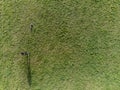 Aerial top down view on a teenager girl playing with small Yorkshire terrier on a grass in a field in a park. Outdoor activity and Royalty Free Stock Photo