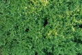 Aerial top down view of texture of overgrown fern plants