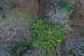 Aerial top down view of winter spruce tree with Common mistletoe plant, latin name Viscum Album, between naked broadleaf trees.