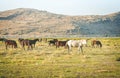 Aerial top panning view wild horse on green field stand calm Royalty Free Stock Photo